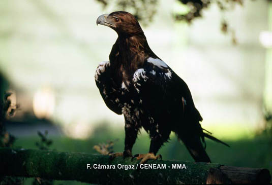 Magnífico ejemplar de águila imperial. Fotografía del CENEAM-MMA